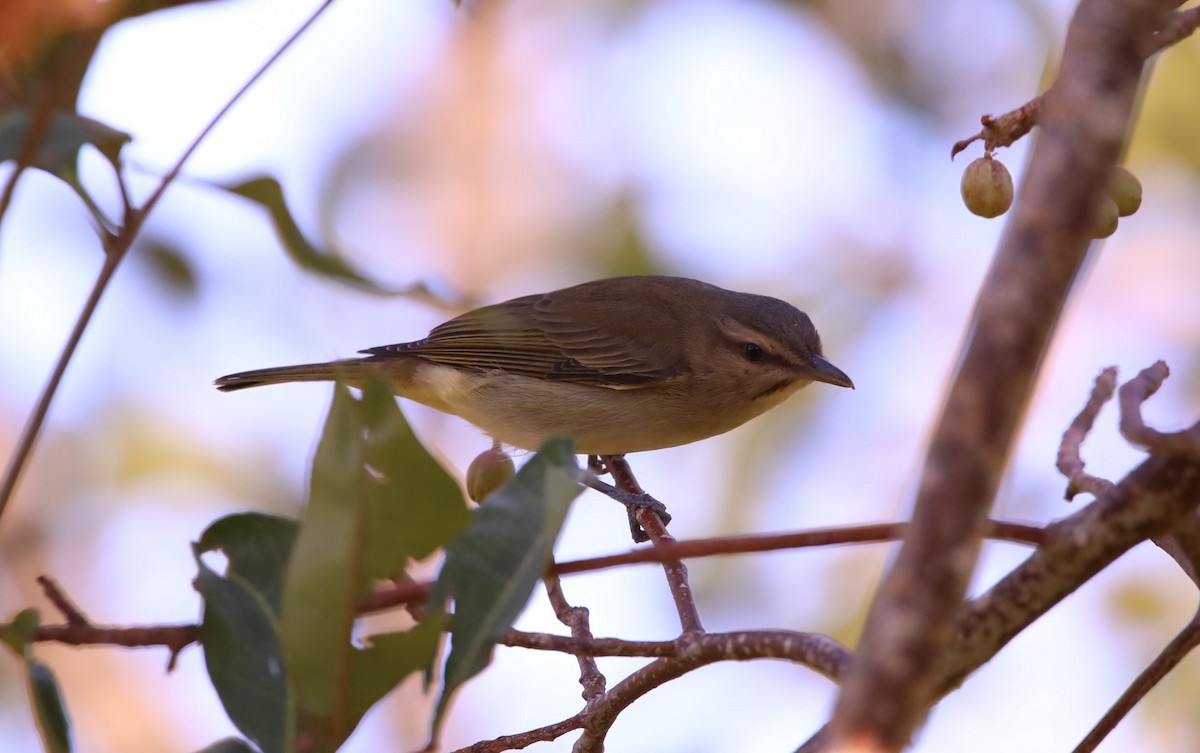 Black-whiskered Vireo - ML620282186