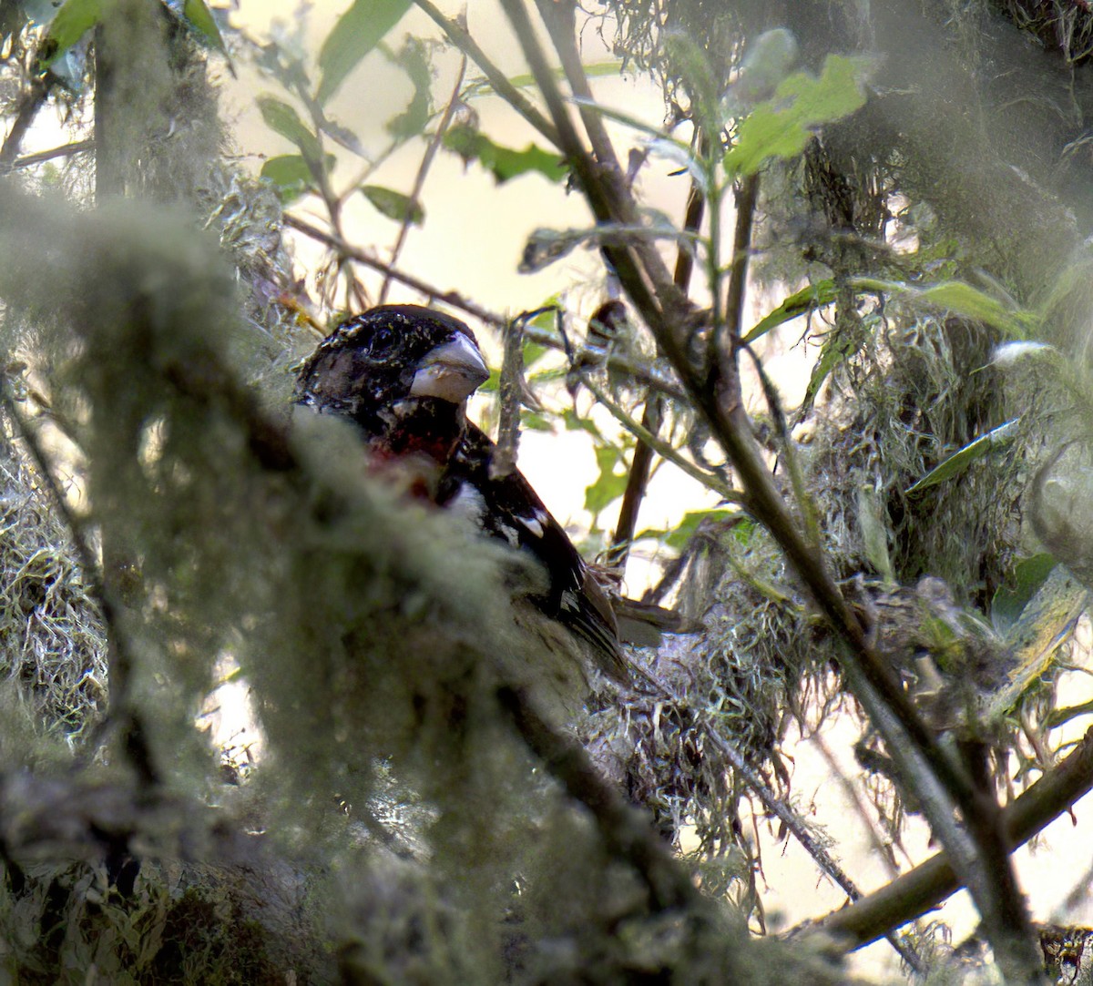 Rose-breasted Grosbeak - ML620282188