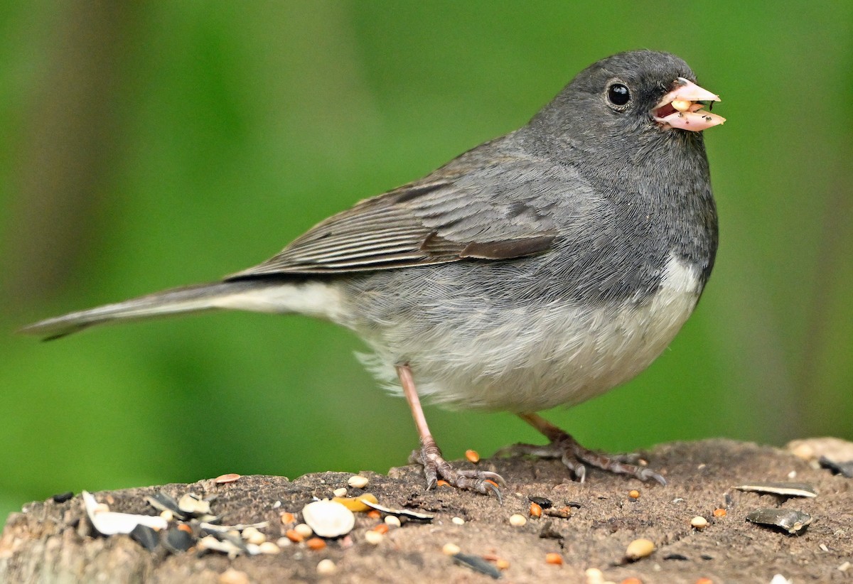 Dark-eyed Junco (Slate-colored) - ML620282189