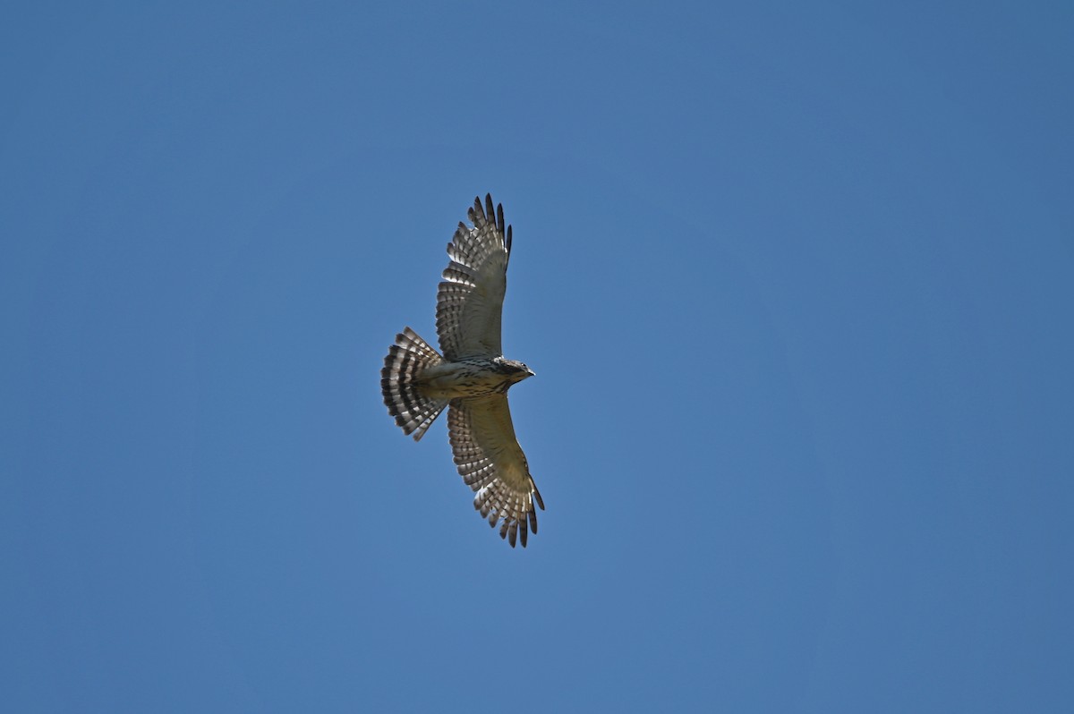 Broad-winged Hawk - ML620282193