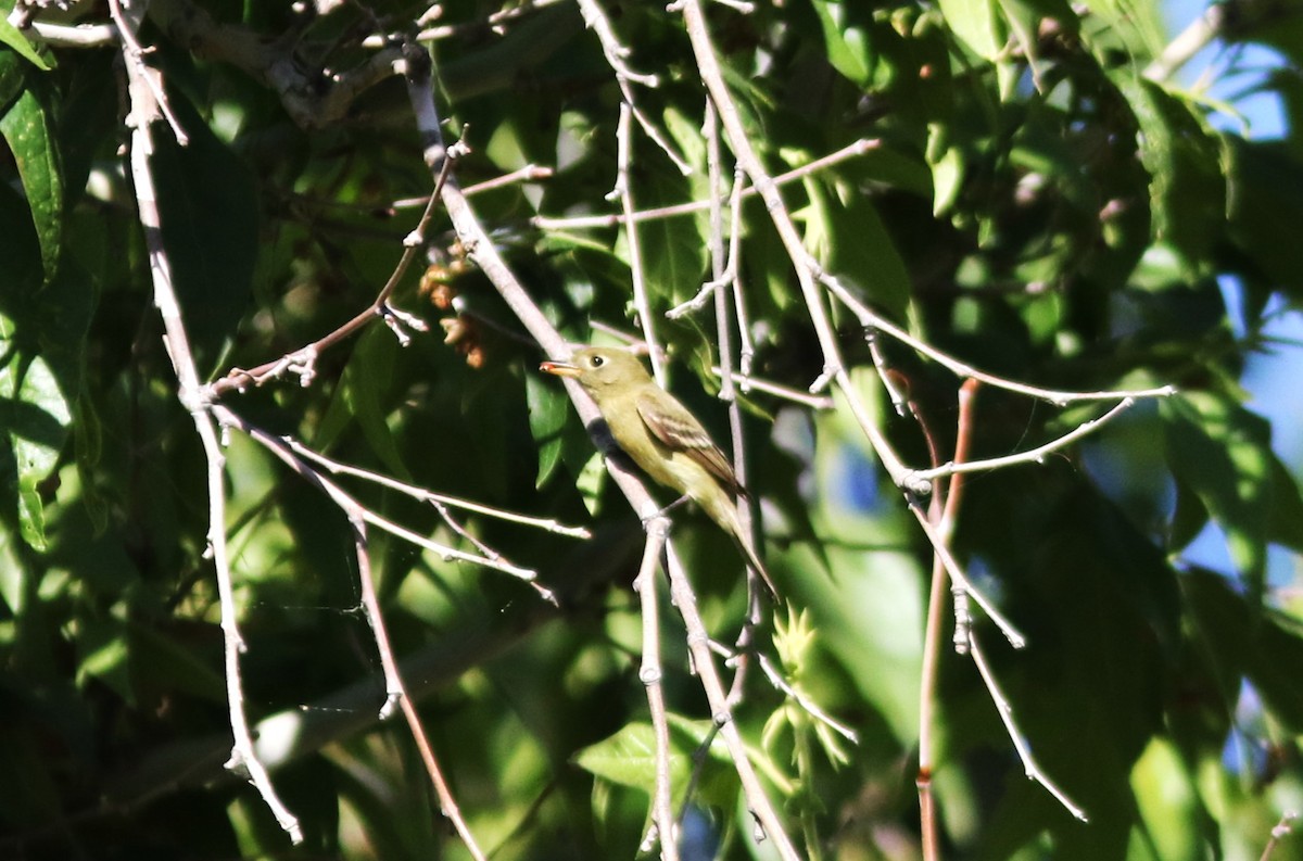 Empidonax sp. - ML620282195