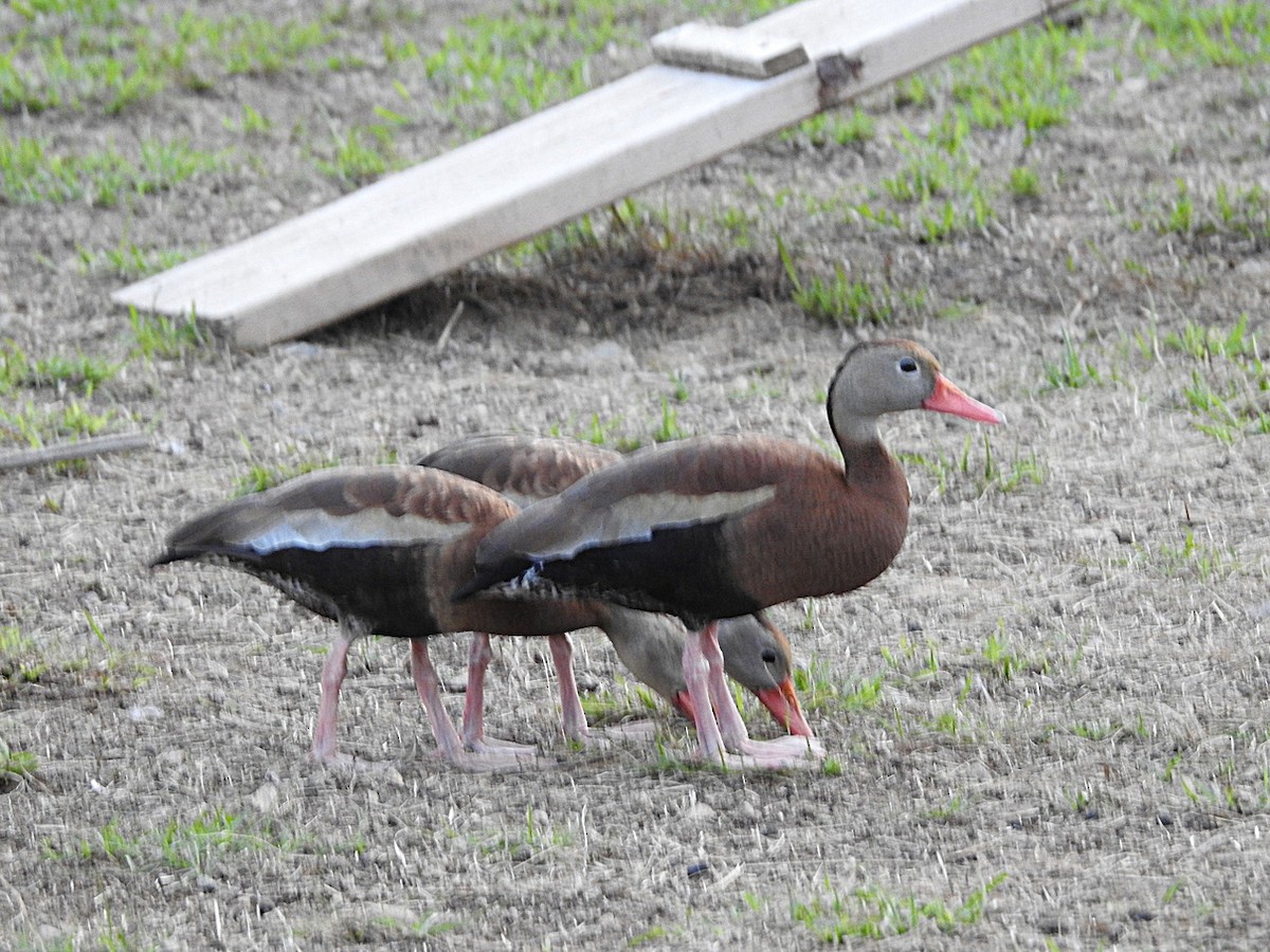 Black-bellied Whistling-Duck - ML620282201