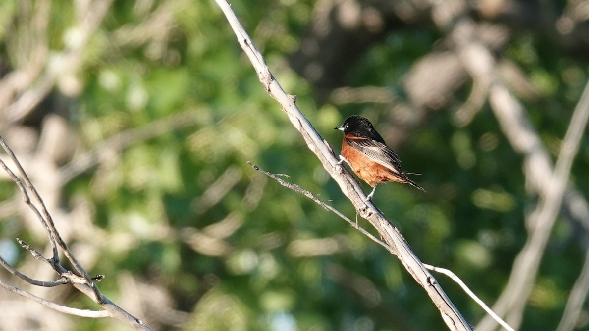 Orchard Oriole - ML620282203