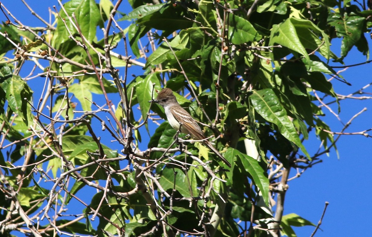 Ash-throated Flycatcher - ML620282204