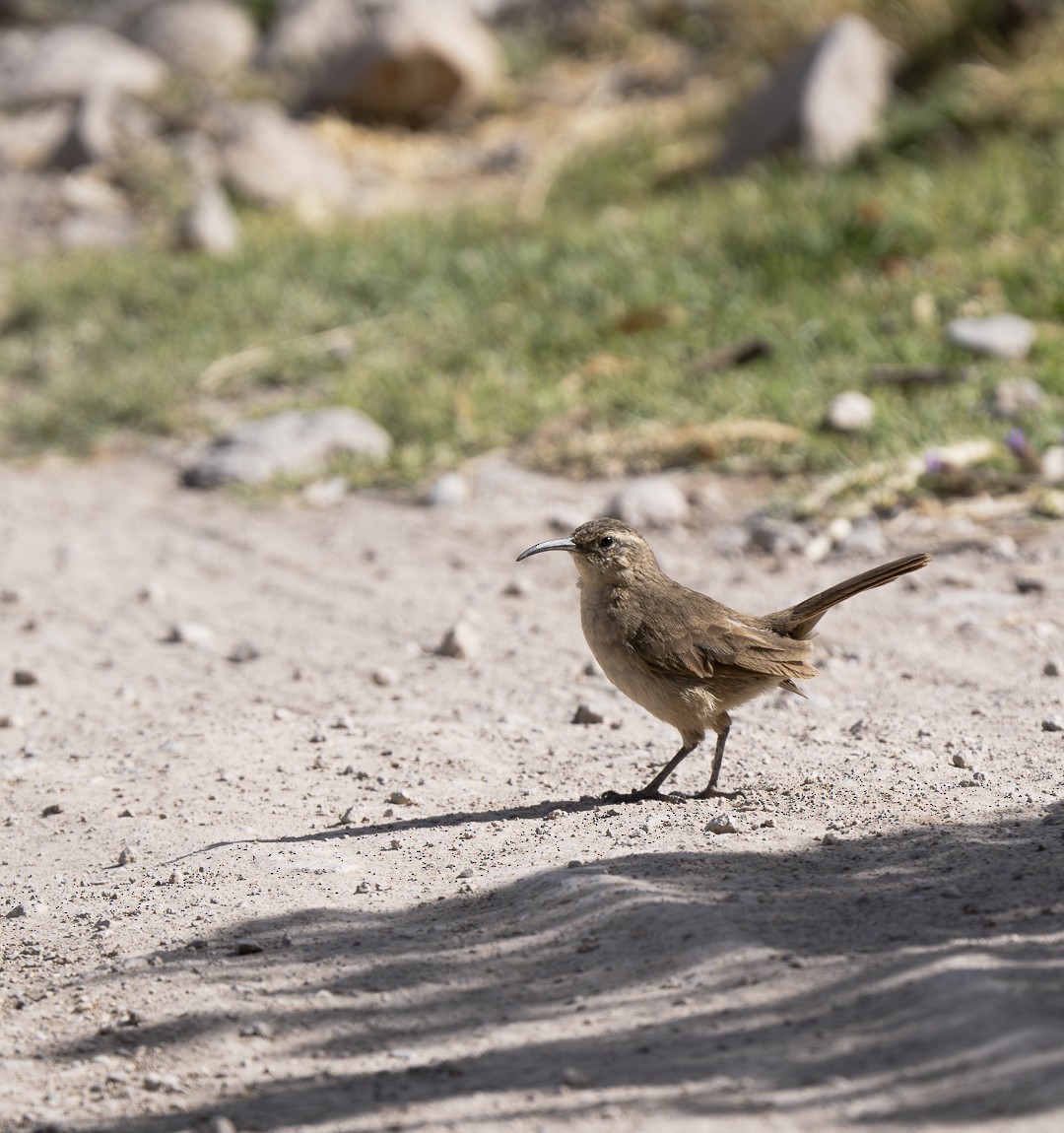 White-throated Earthcreeper - ML620282205