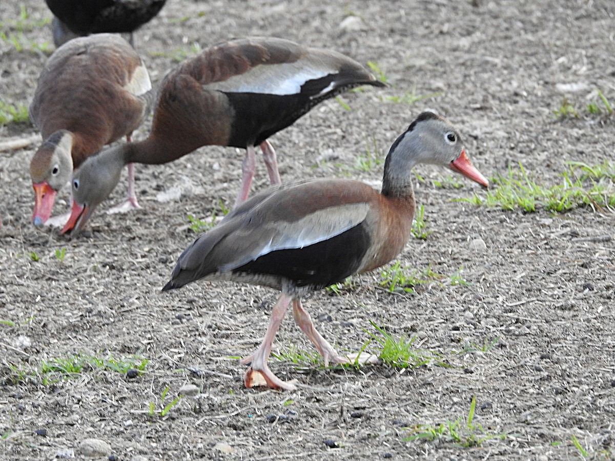 Black-bellied Whistling-Duck - ML620282206