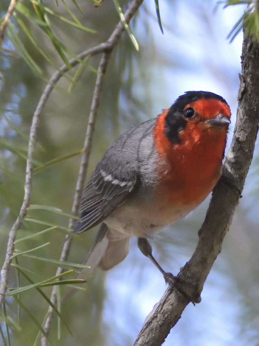 Red-faced Warbler - ML620282207