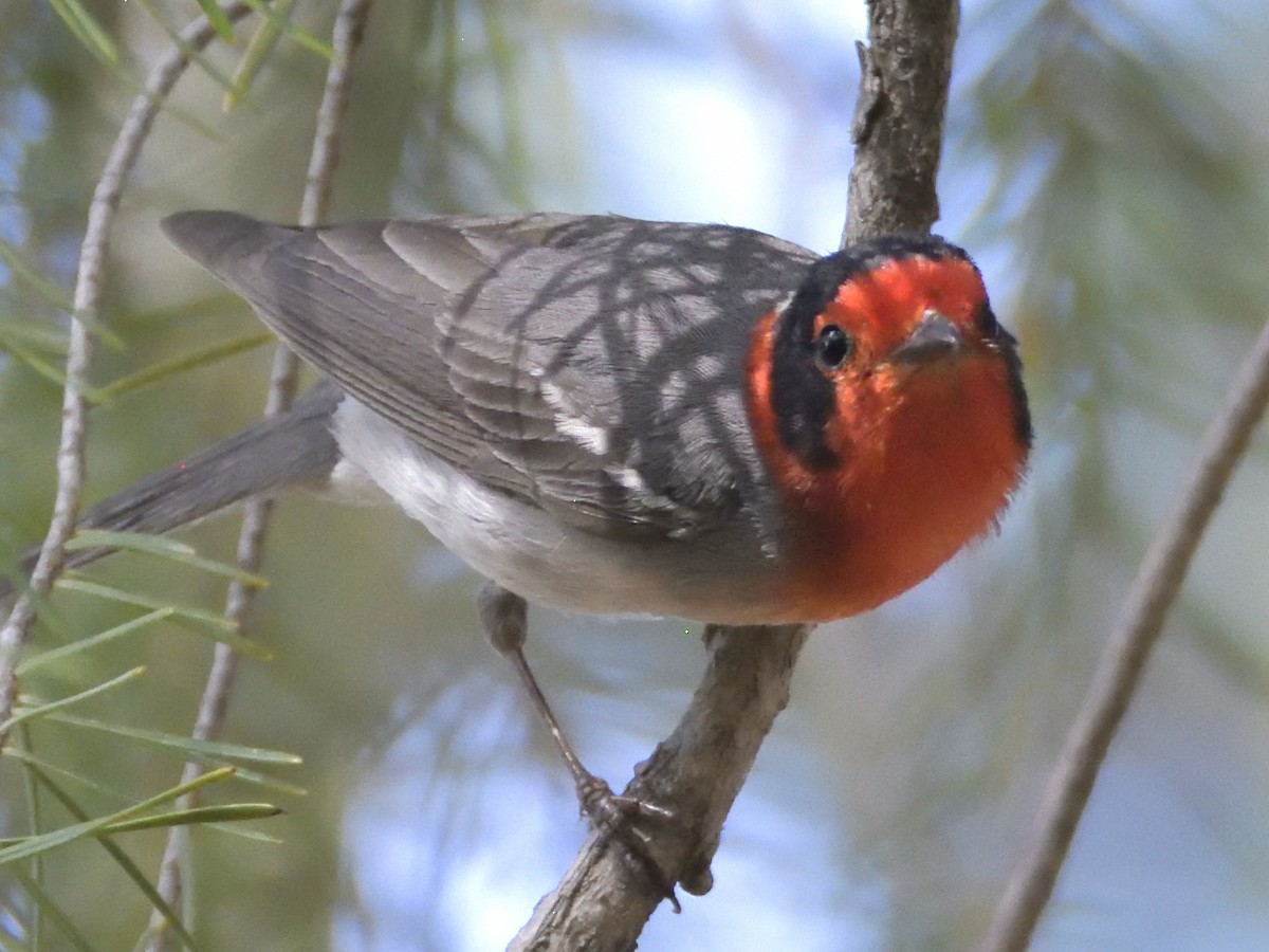 Red-faced Warbler - ML620282208