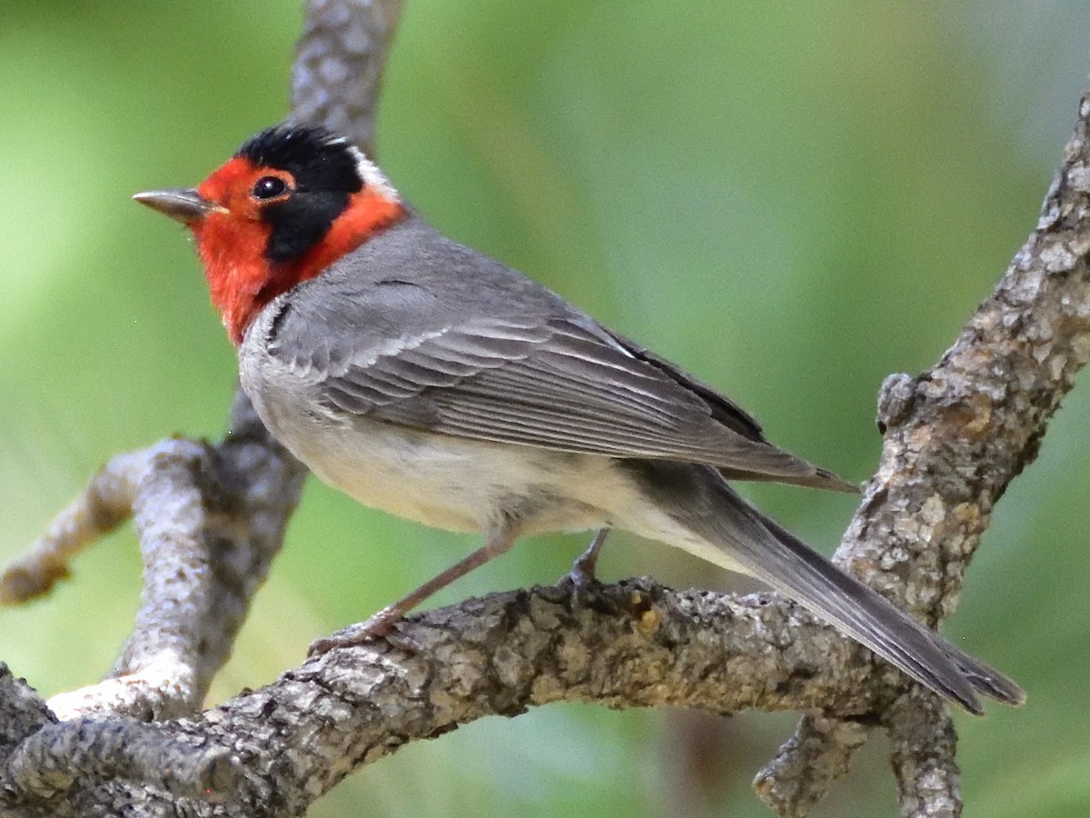 Red-faced Warbler - ML620282210