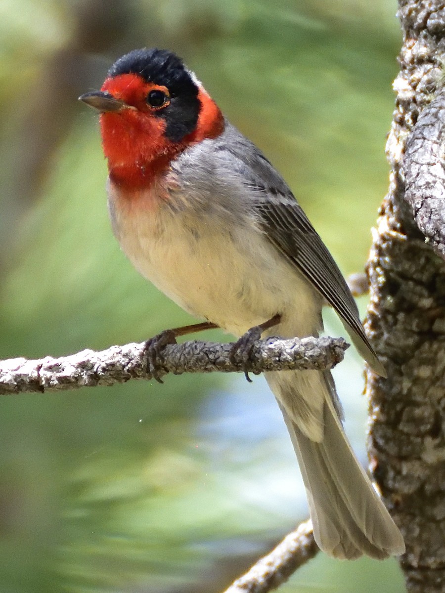 Red-faced Warbler - ML620282211