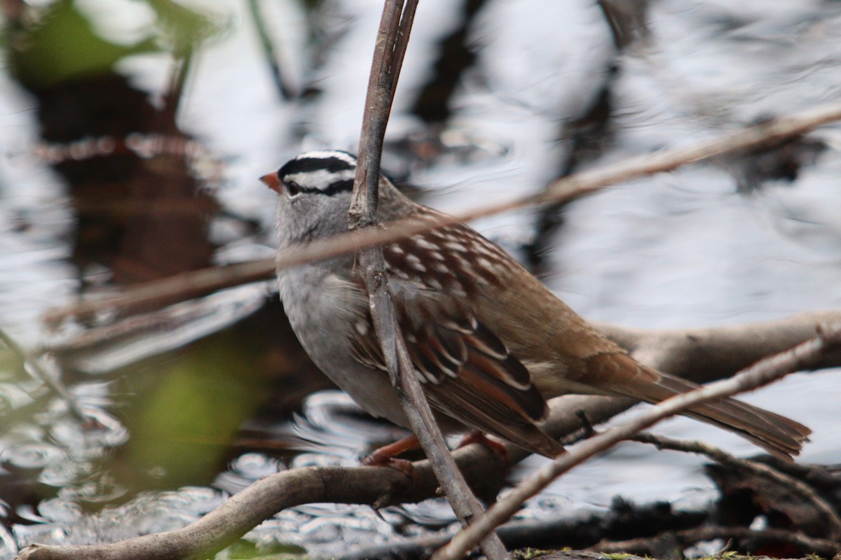 White-crowned Sparrow - ML620282213