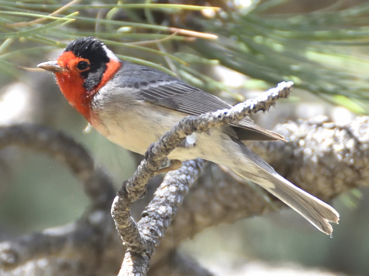 Red-faced Warbler - ML620282215