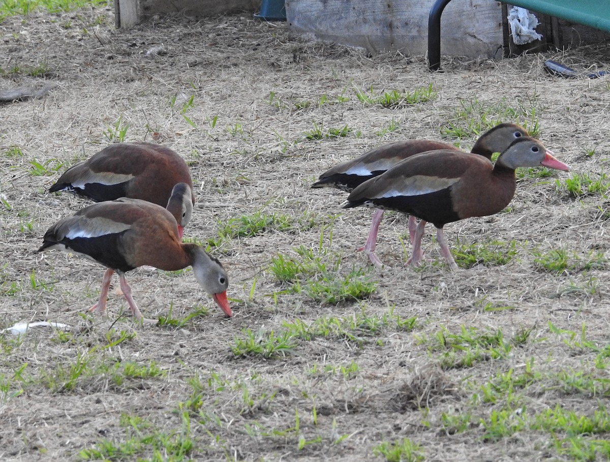 Black-bellied Whistling-Duck - ML620282219