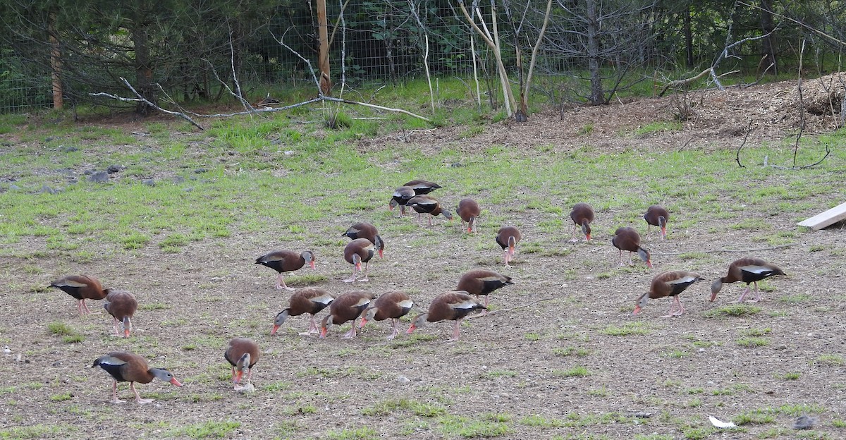 Black-bellied Whistling-Duck - Dan Prima