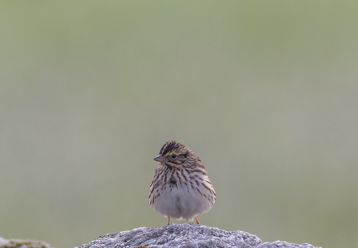 Savannah Sparrow - ML620282235