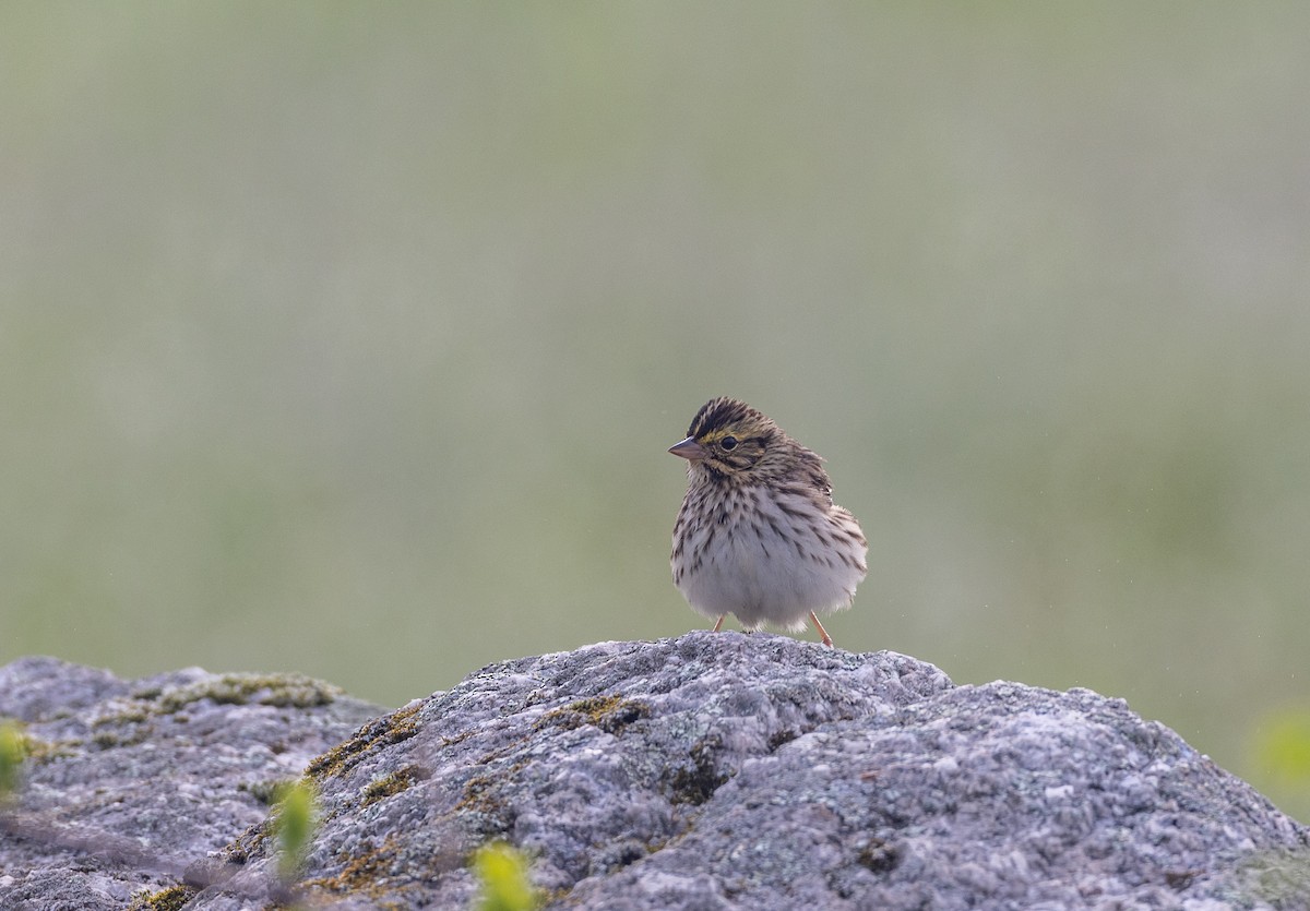 Savannah Sparrow - ML620282236