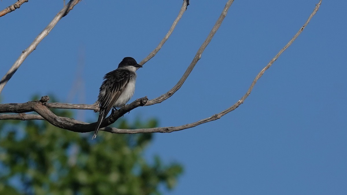 Eastern Kingbird - ML620282237