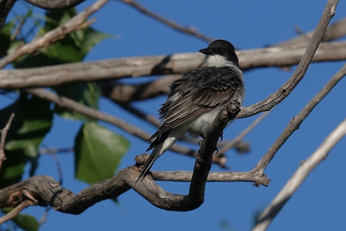 Eastern Kingbird - ML620282238