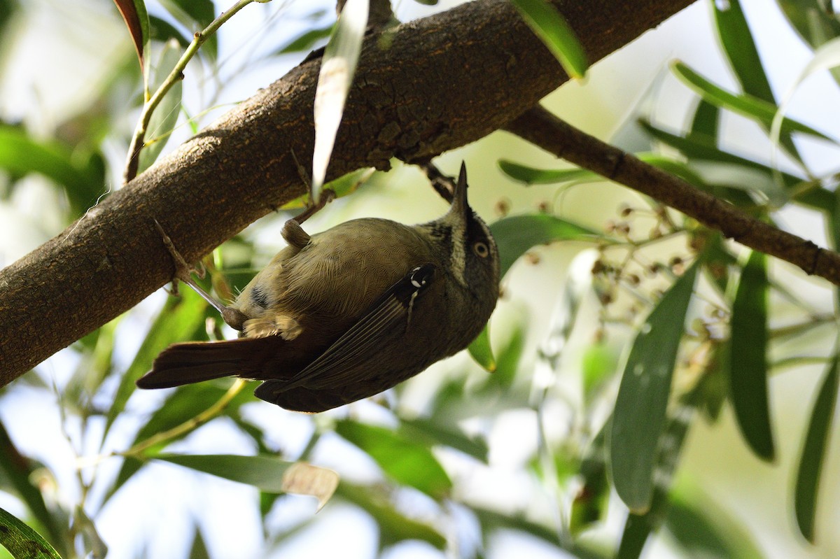 White-browed Scrubwren - ML620282239