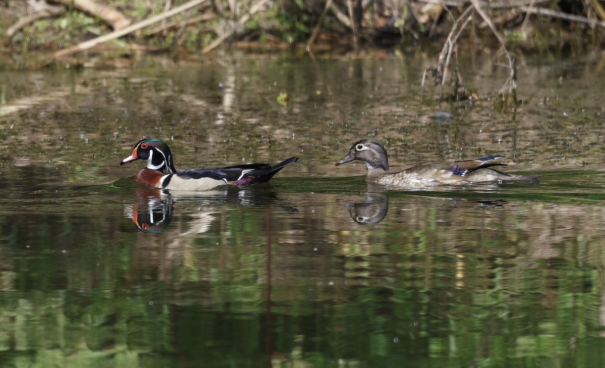 Wood Duck - ML620282240