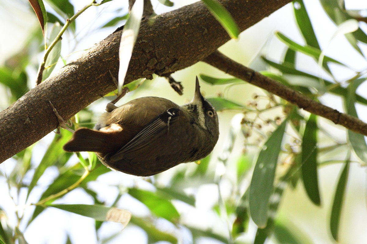 White-browed Scrubwren - ML620282242