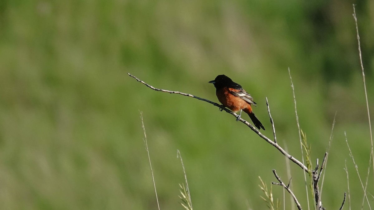 Orchard Oriole - ML620282244