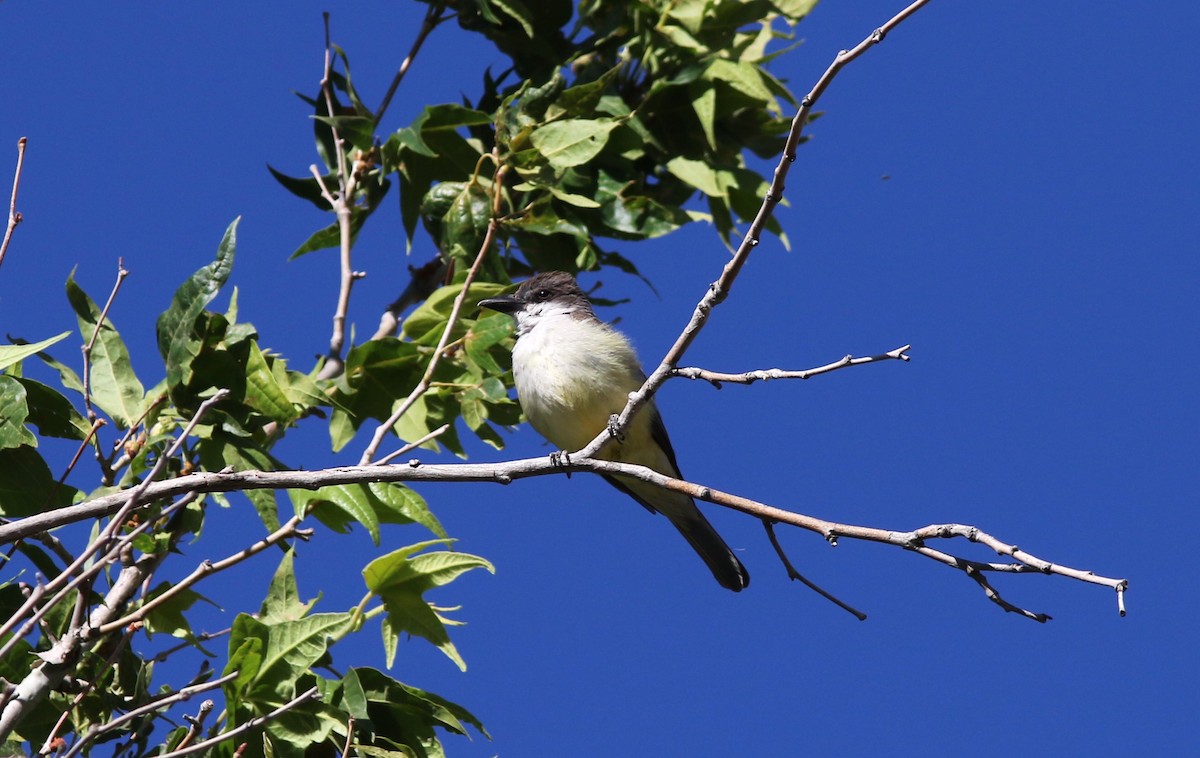 Thick-billed Kingbird - ML620282248