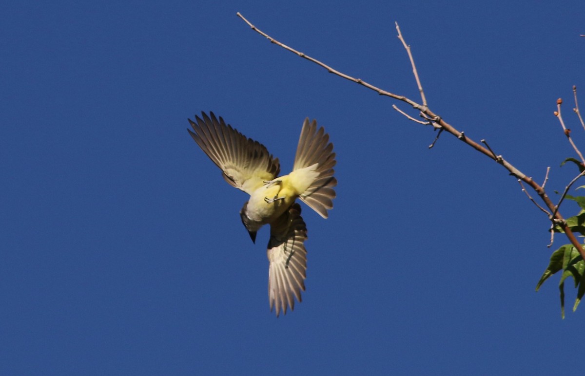 Thick-billed Kingbird - ML620282251