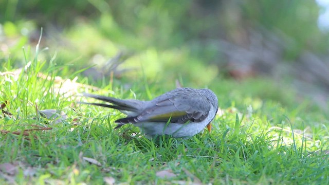 Weißstirn-Schwatzvogel - ML620282260