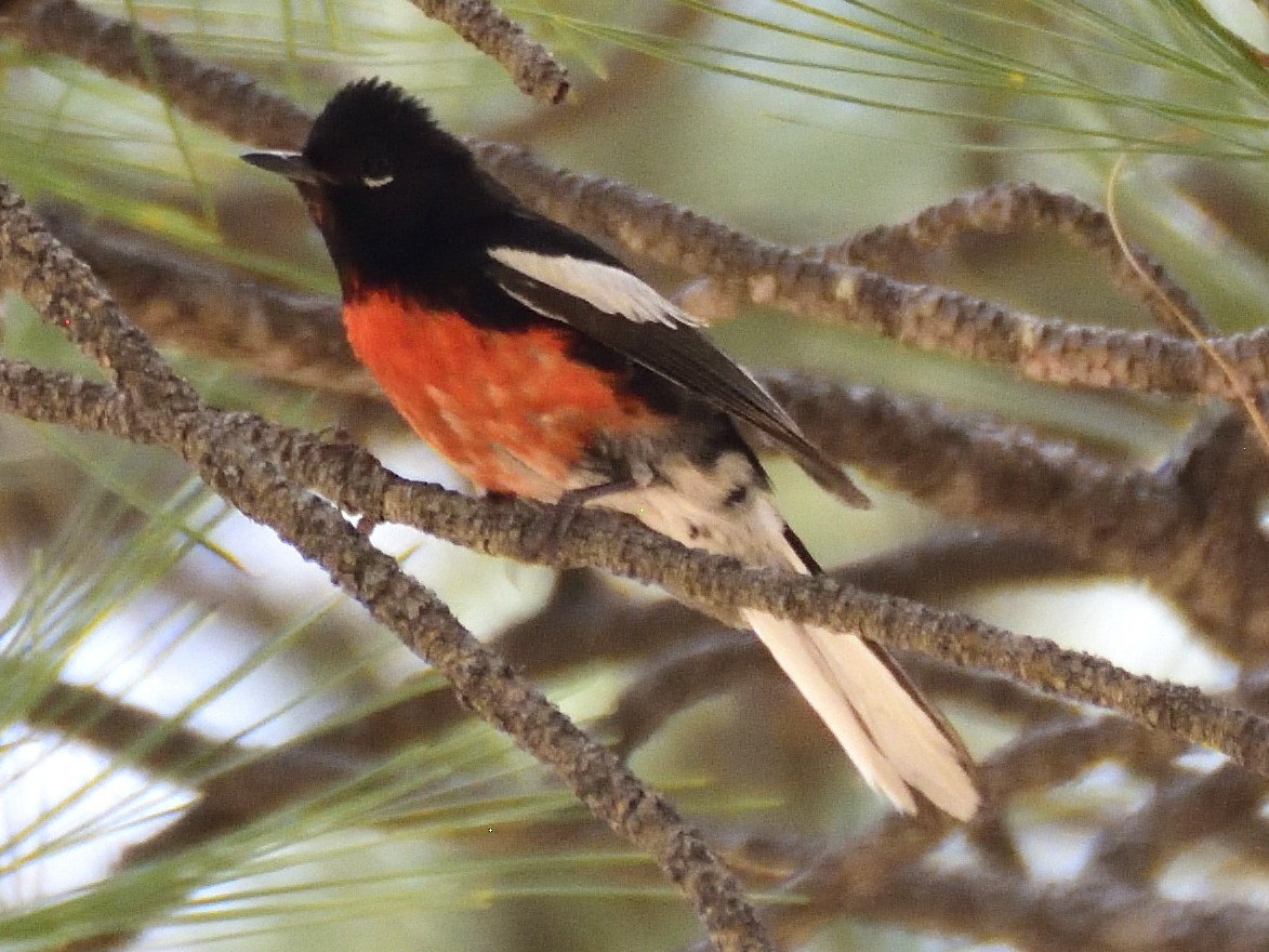 Painted Redstart - ML620282263