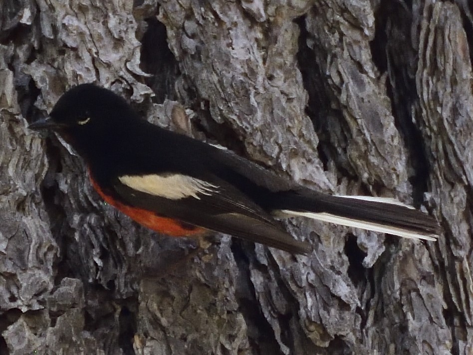 Painted Redstart - ML620282264