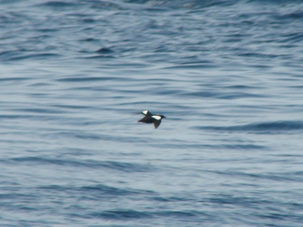 Black Guillemot - ML620282265