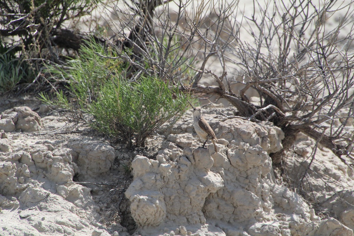 Troglodyte des rochers - ML620282266