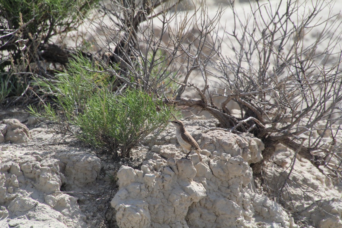 Troglodyte des rochers - ML620282267