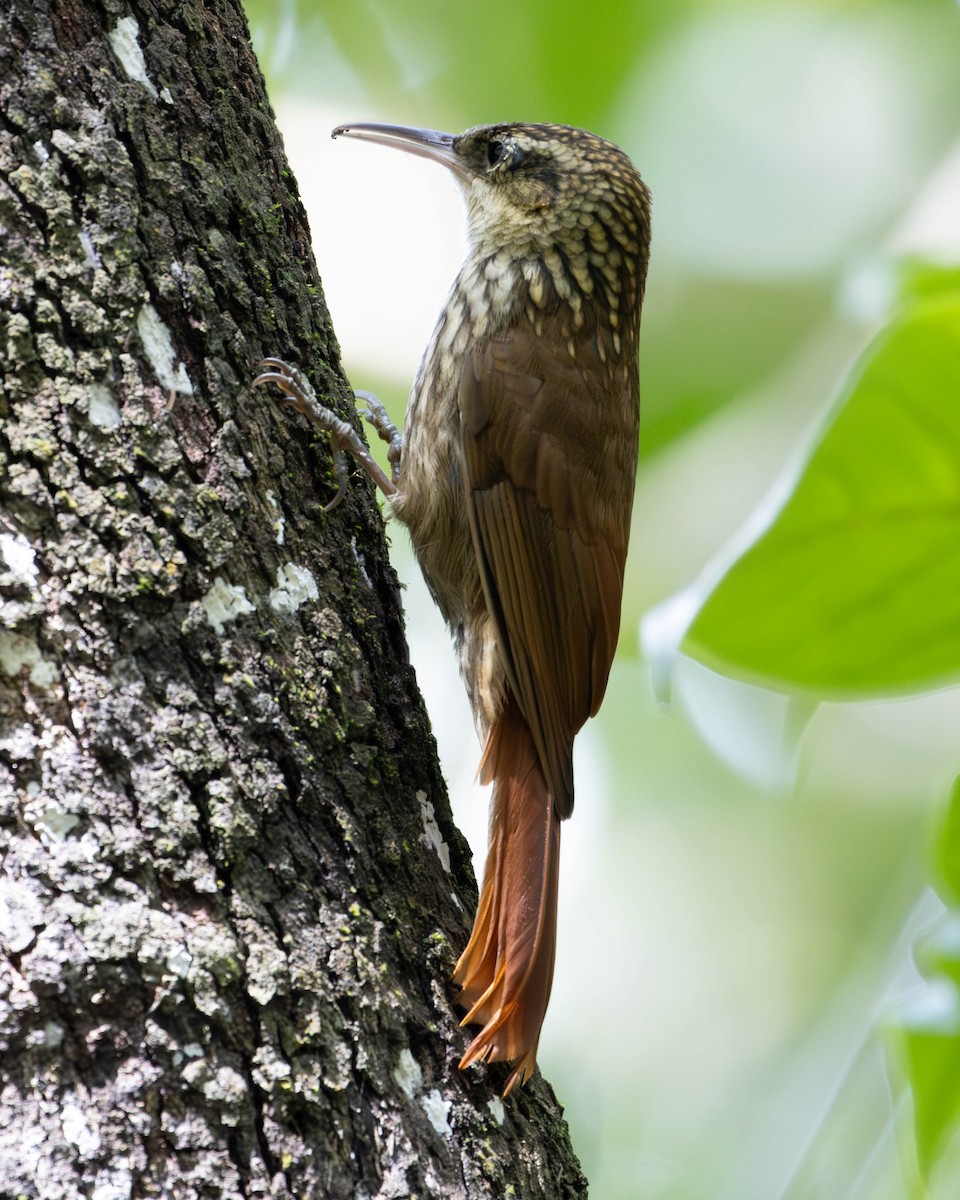 Lesser Woodcreeper - ML620282270