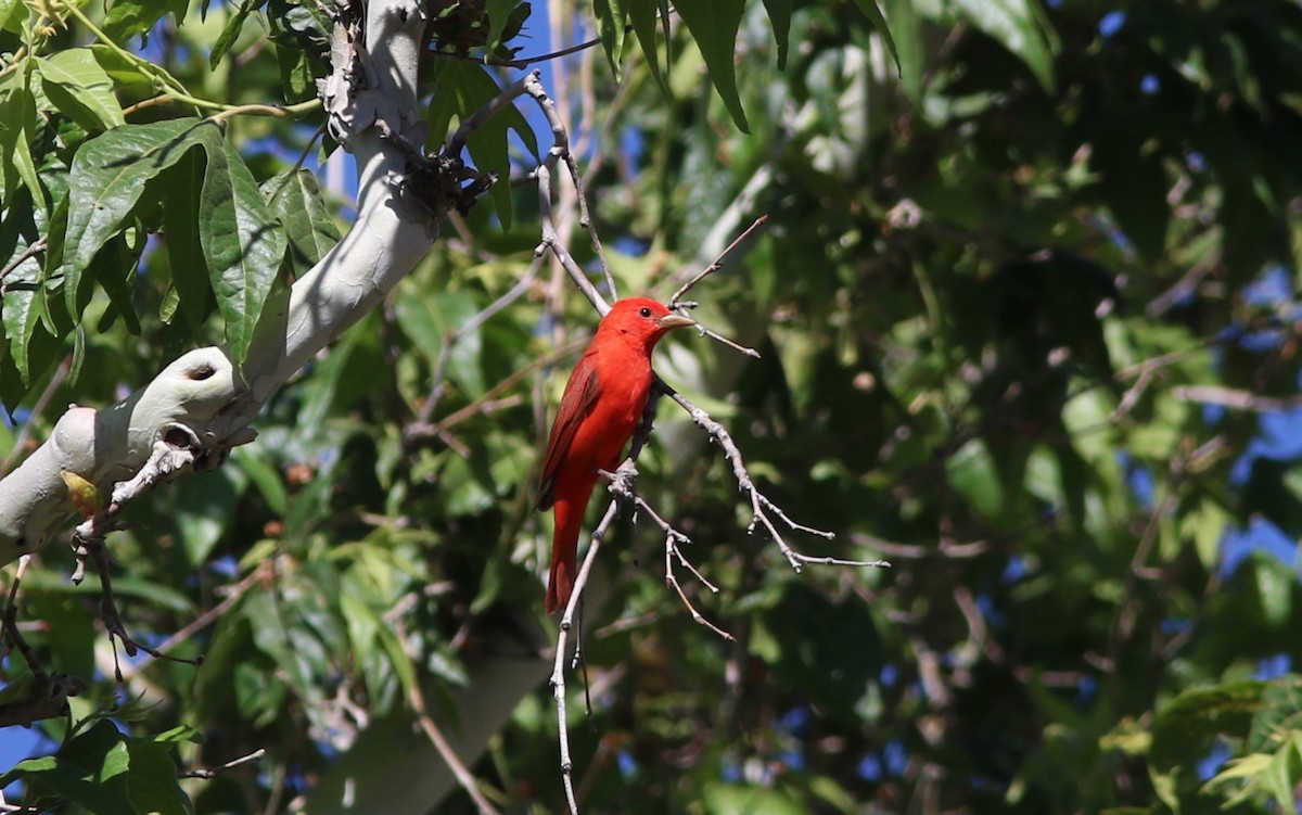 Piranga Roja - ML620282271