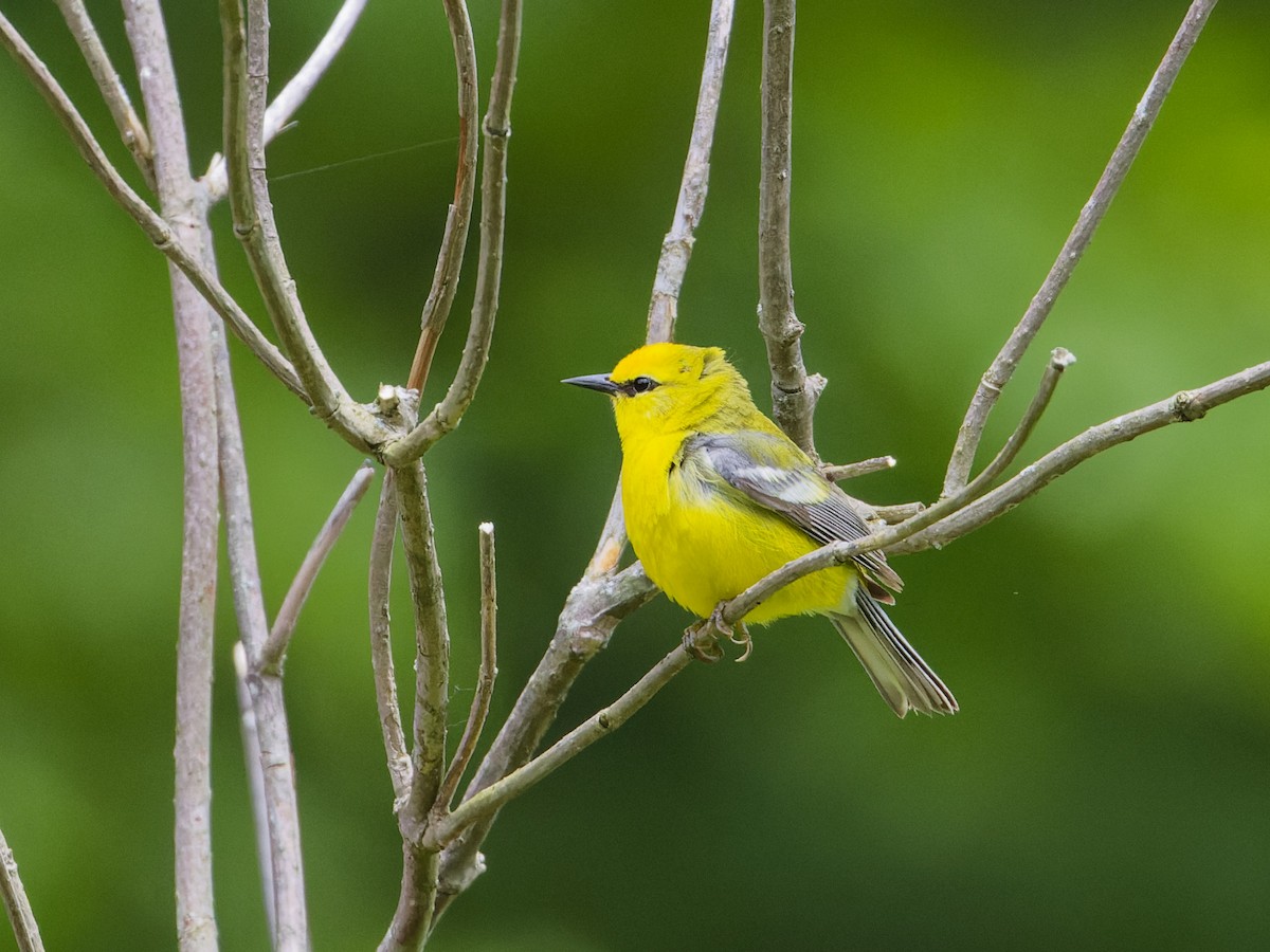 Blue-winged Warbler - ML620282273