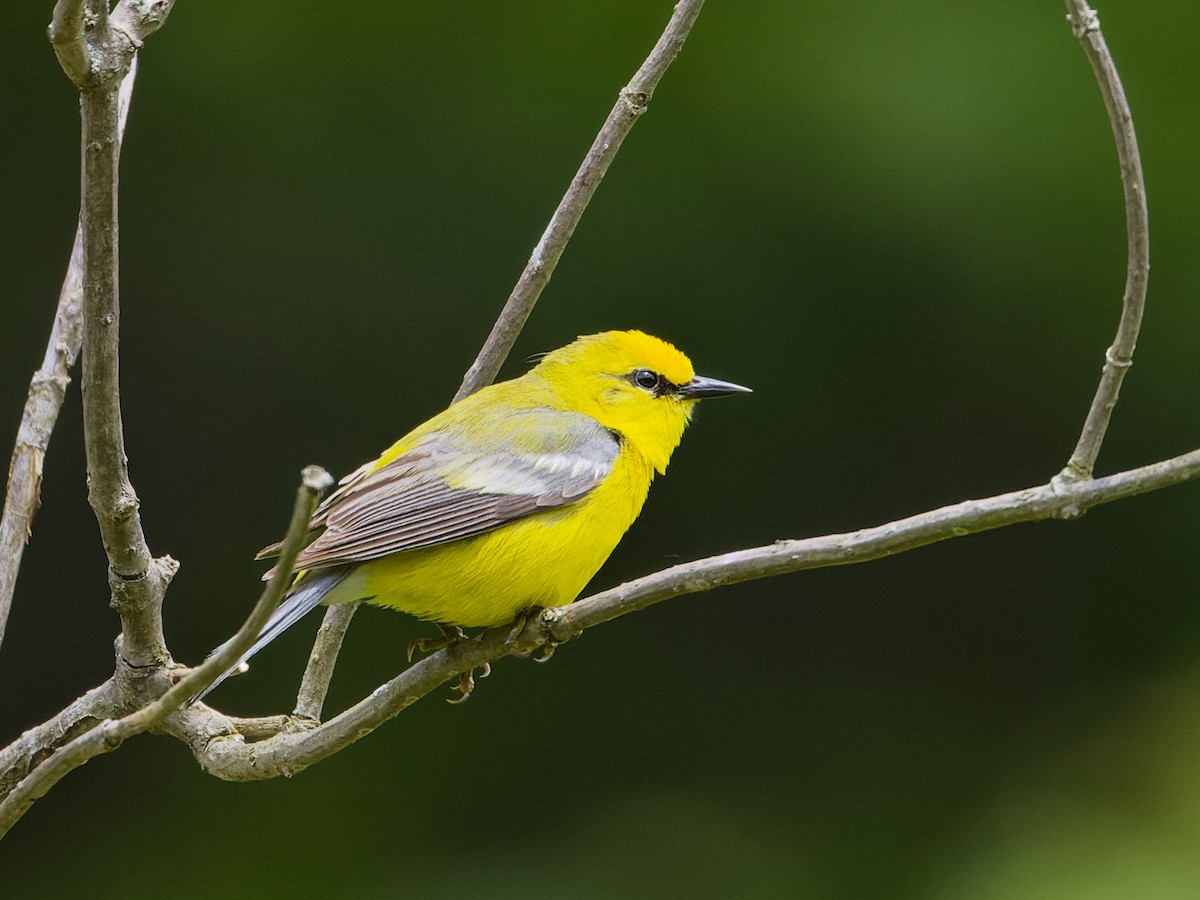 Blue-winged Warbler - ML620282274