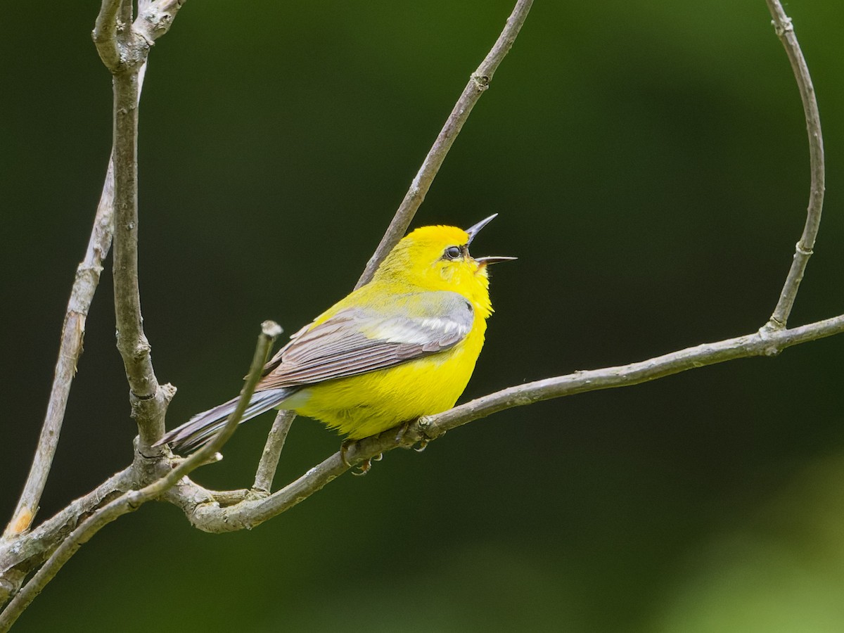 Blue-winged Warbler - ML620282275