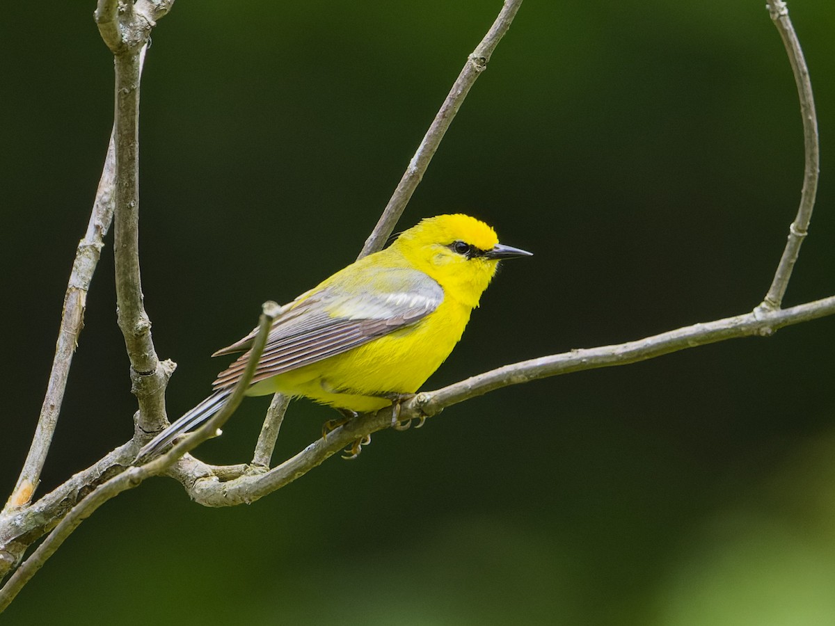 Blue-winged Warbler - ML620282276