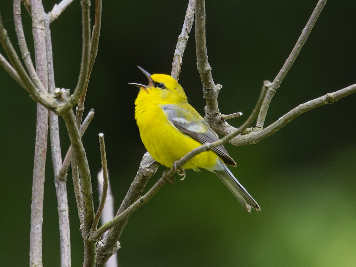 Blue-winged Warbler - ML620282277