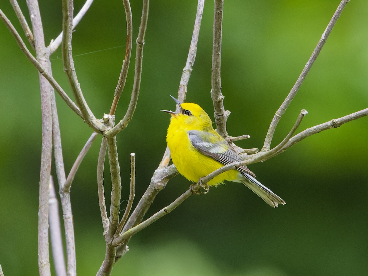 Blue-winged Warbler - ML620282278