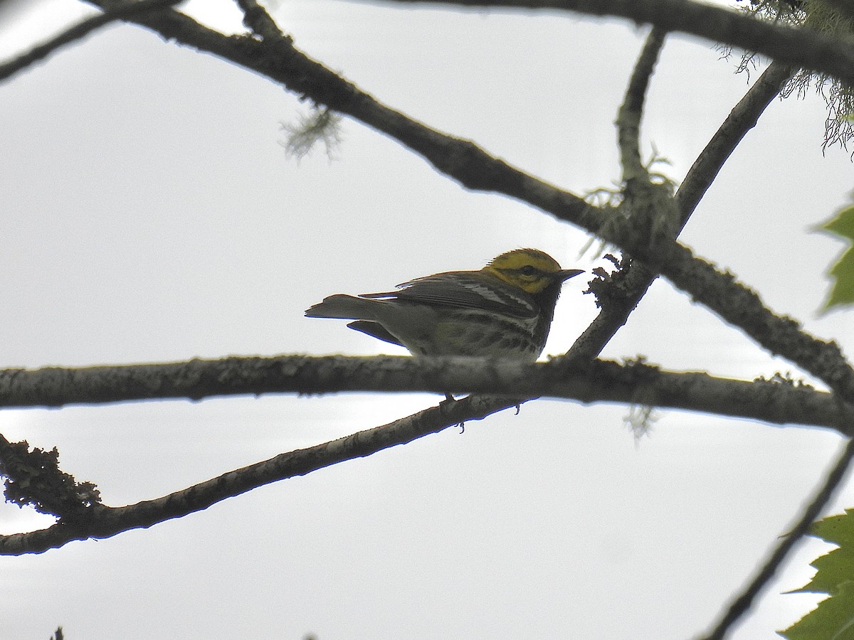 Black-throated Green Warbler - ML620282281