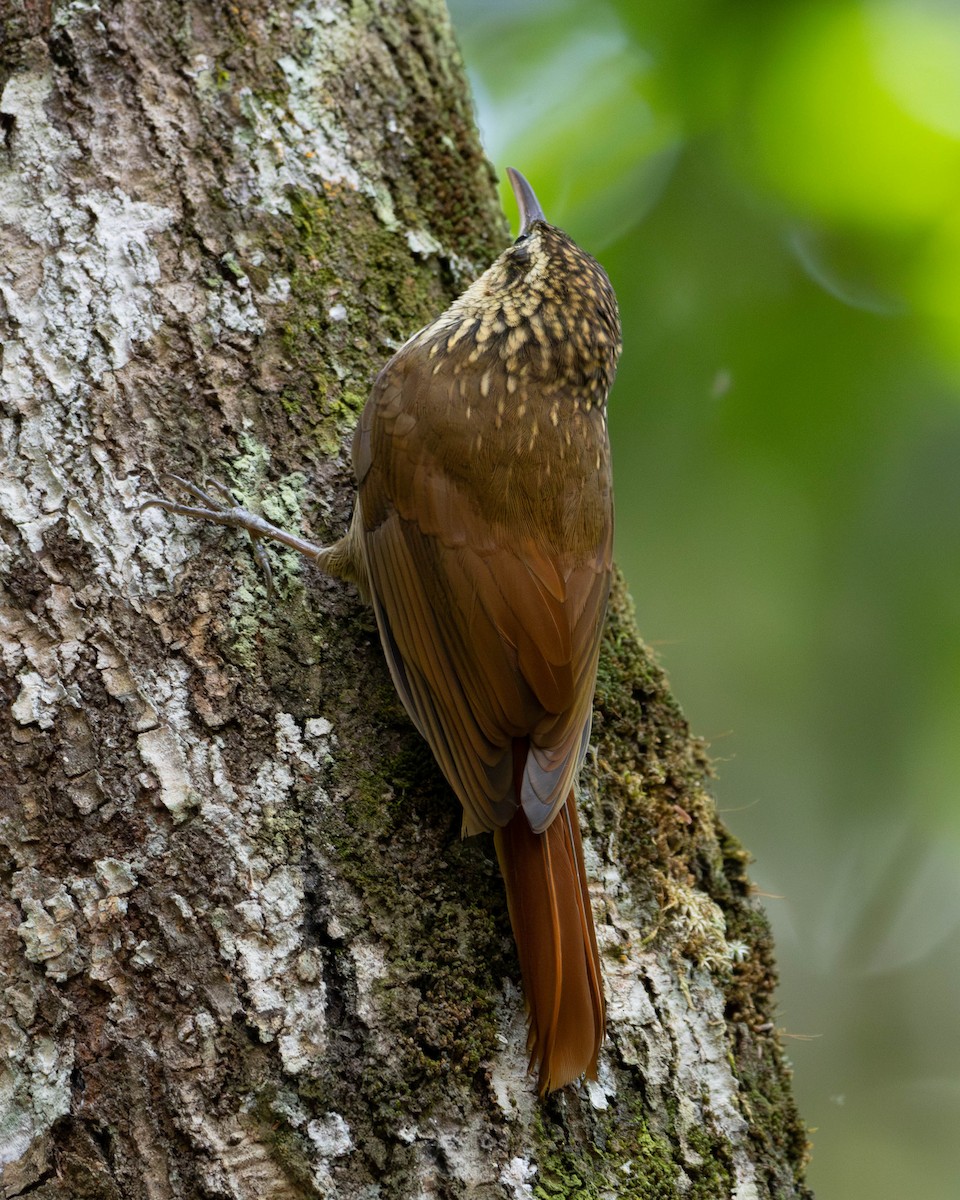 Lesser Woodcreeper - ML620282282