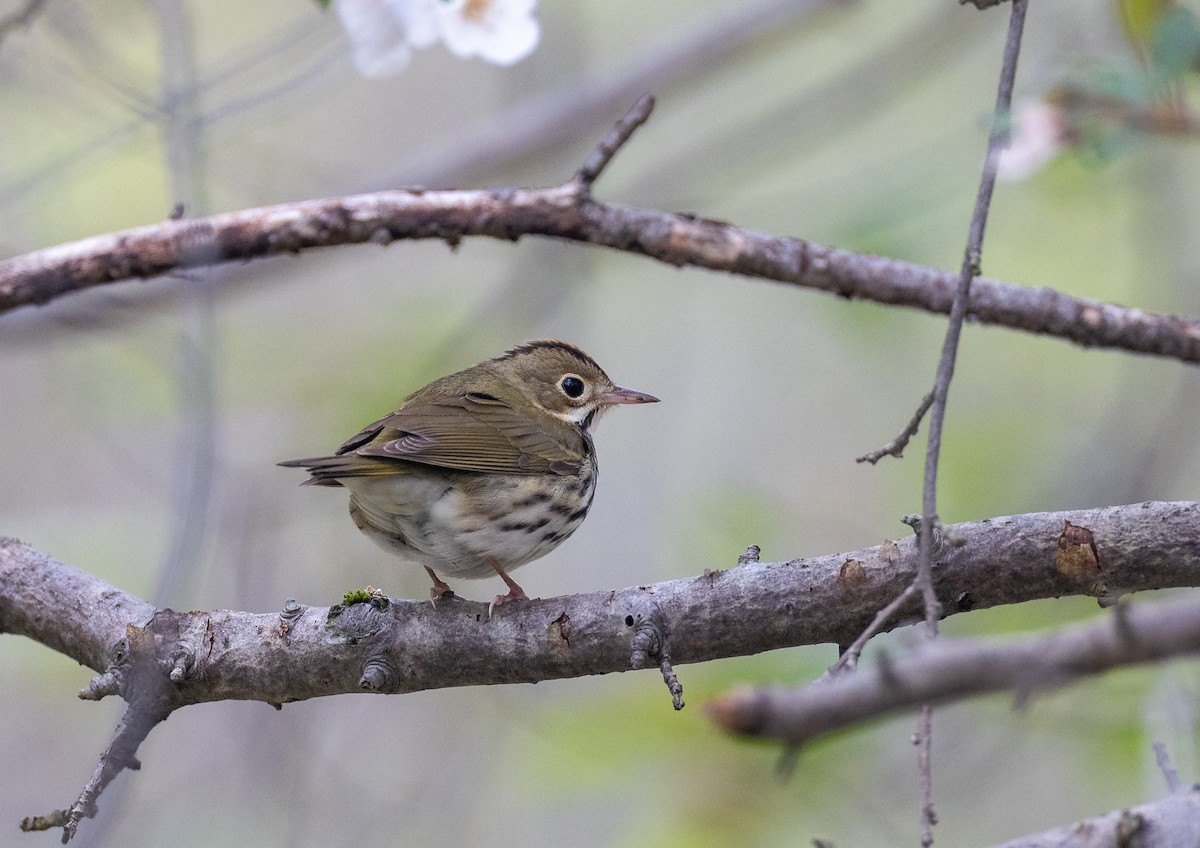 Ovenbird - ML620282284