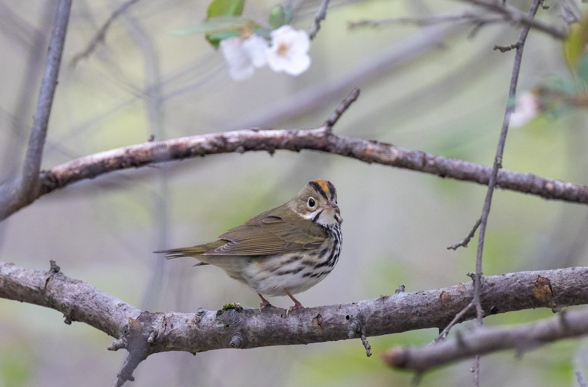 Ovenbird - ML620282285