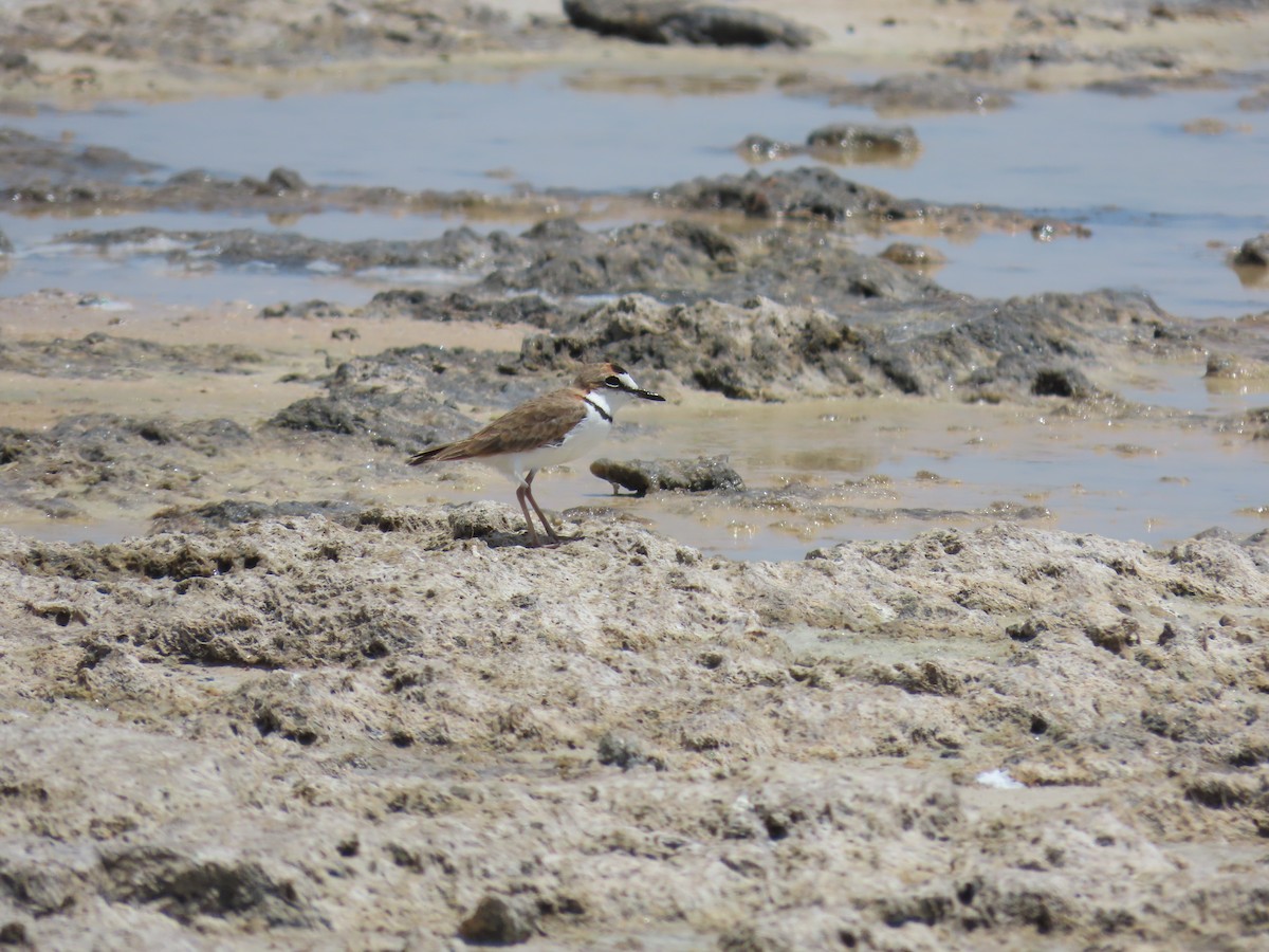 Collared Plover - ML620282287