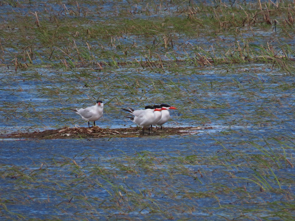 Caspian Tern - ML620282288