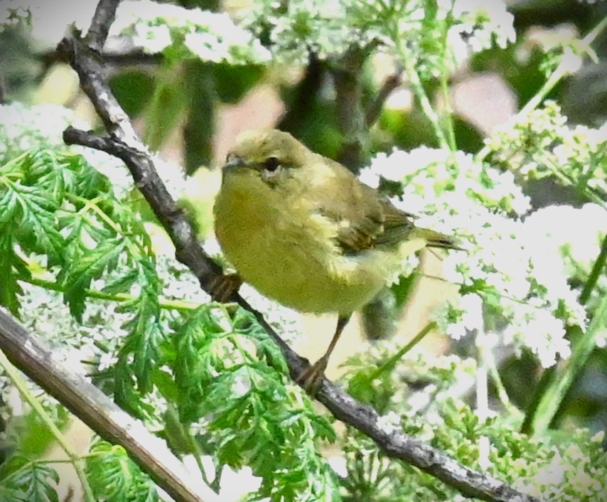 Orange-crowned Warbler - ML620282307