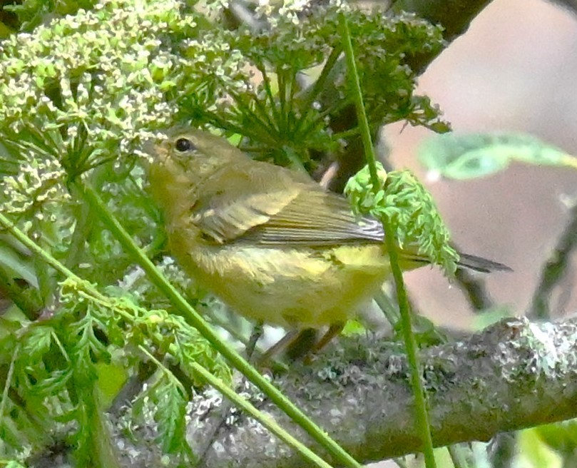 Orange-crowned Warbler - ML620282308